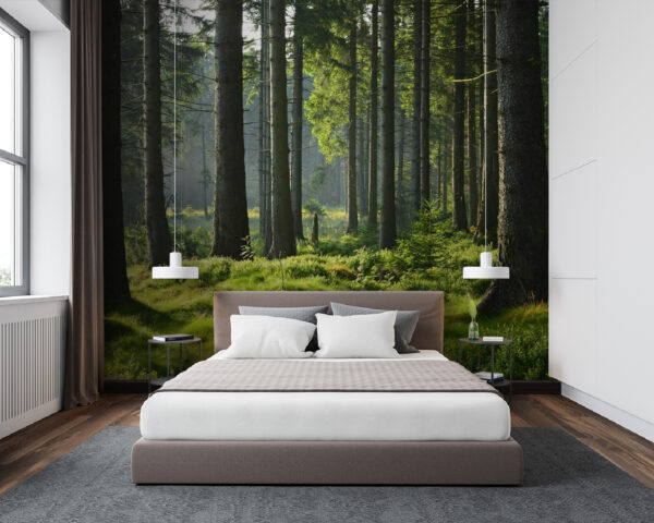 Wall murals Forest with tall trees and grass Wall murals Forest with tall trees and grass