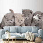 Wall murals Adorable kittens ready for playtime.
