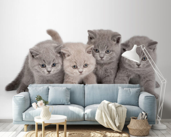 Adorable kittens ready for playtime Wall murals Adorable kittens ready for playtime