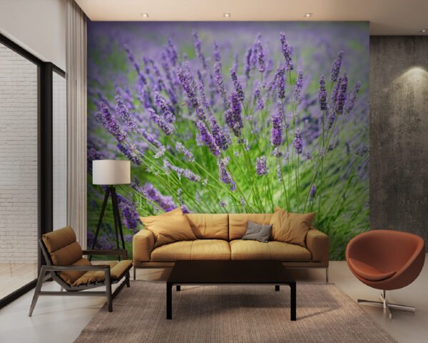 Wall murals Lavender field in full bloom Wall murals Lavender field in full bloom