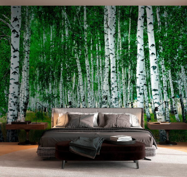 Birch trees in a serene forest Wall murals Birch trees in a serene forest