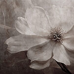 w08731p.jpg