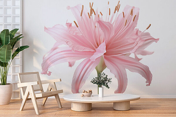 Delicate petals, soft pink hues Wall murals Delicate petals, soft pink hues