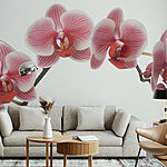 Wall murals Delicate orchids in soft hues