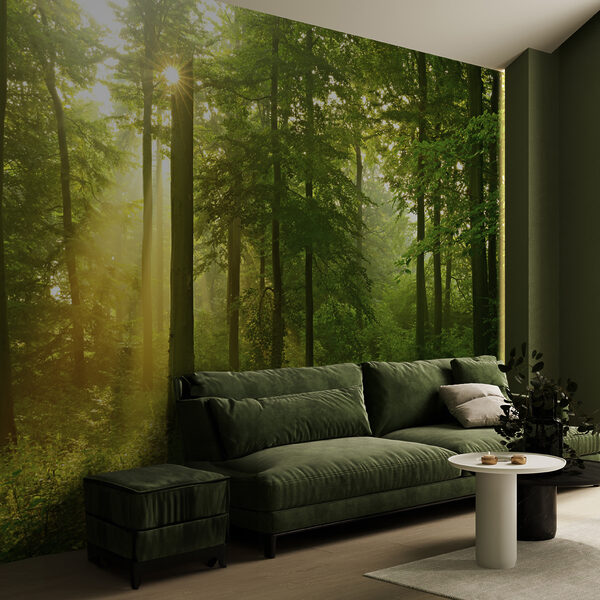 Wall mural Sunlight streams through lush forest